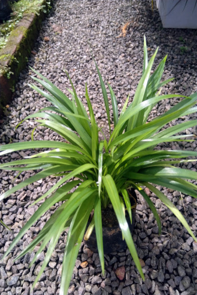 Chlorophytum Green Plant in Poly Bags : 6 to 8 Inches (Plant Spread)