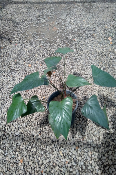 Homalomena (Purple) in Plastic Pot : 12 to 15 Inches (Plant Spread)