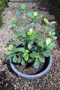 Clusia Fluminensis Plant in Plastic Pot : 12 to 18 Inches (Plant Height)