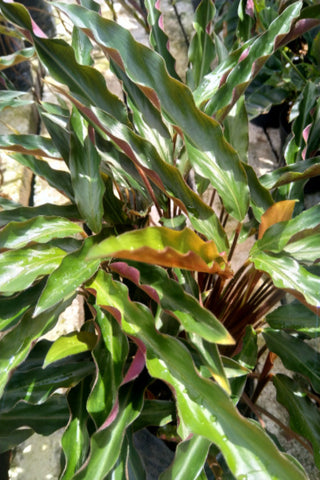Calathea Rufibarba Fenzl Plant in Plastic Pot