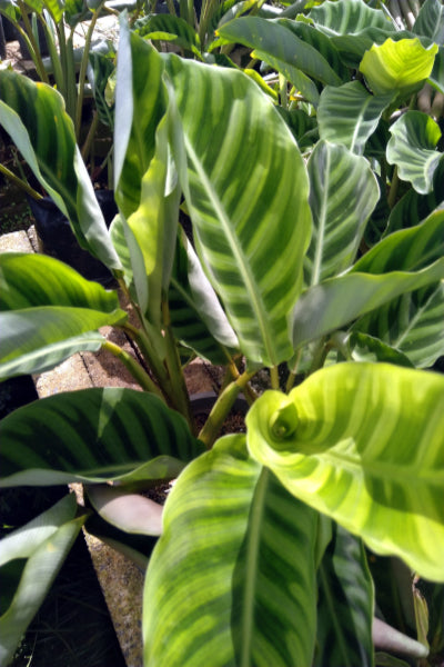 Calathea zebrina (Sims) Lindl Plant in Poly Bags