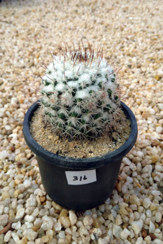 Mammillaria Cactus Plant in Plastic Pot : 5 to 8 cm (Plant Height)