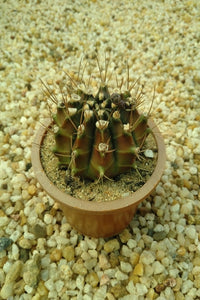 Gymnocalycium Cactus Plant in Plastic Pot : 5 to 7 cm (Plant Height)