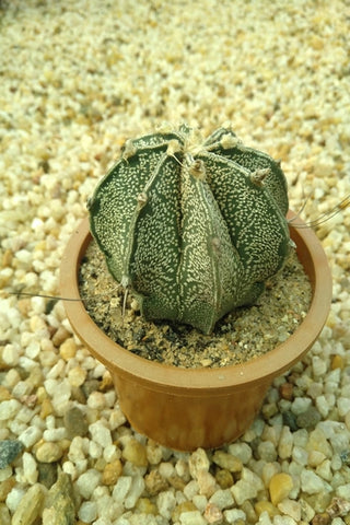 Astrophytum Cactus Plant in Plastic Pot : 5 to 7 cm (Plant Height)