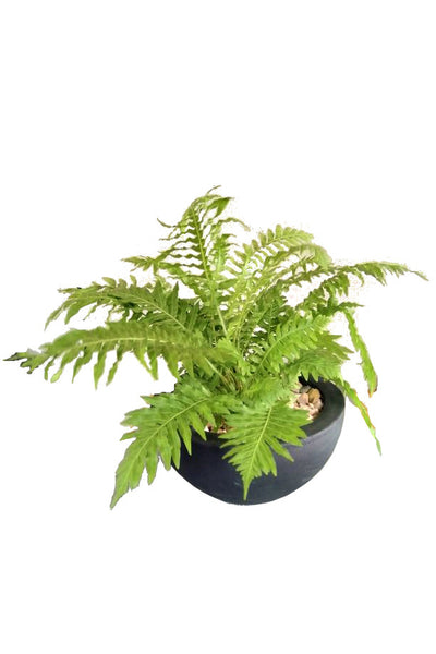 Fern Plant in Ceramic Finish Cement Pot : 18 to 20 Inches (Display Height)