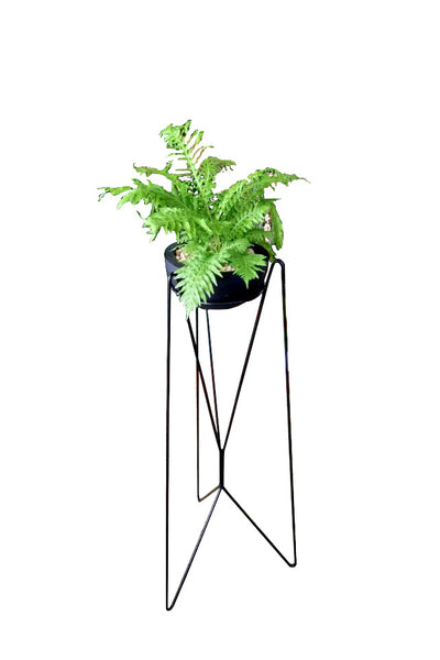 Fern Plant in Ceramic Finish Cement Pot : 18 to 20 Inches (Display Height)