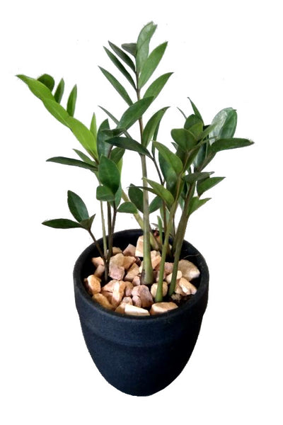 Zamioculcas Plant in Ceramic Finished Clay Pot : 10 to 12 Inches (Display Height)