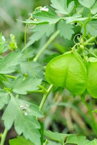 Penela Vine in Poly Bag : 14 to 18 Inches (Plant Height)