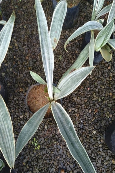 sansevieria siam silver white variegated Sansevierias White Plant in Poly Bag – Plants & Plants Supercentre
