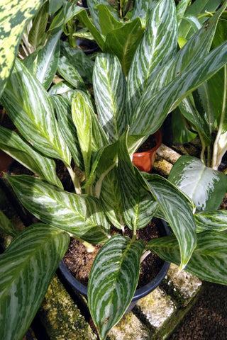 Aglaonema silver queen Plant in Plastic Pot : 10 to 15 Inches (Plant Height)
