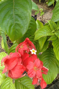 Mussaenda erythrophylla Plants in Poly Bags : 2 to 3 Feet (Plant Height)