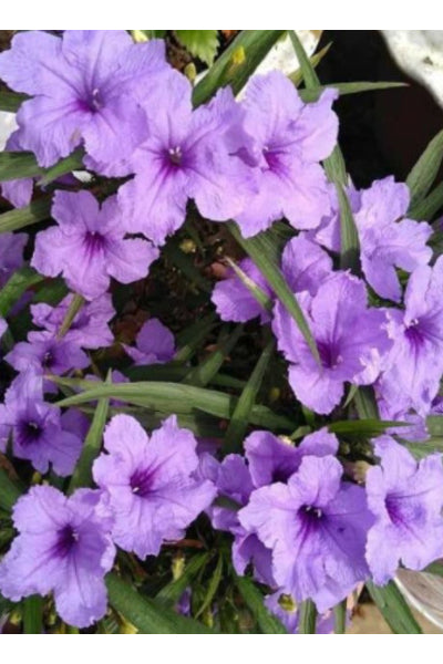 Ruellia simplex Plants in Plastic Pot : 10 to 12 Inches (Plant Height)