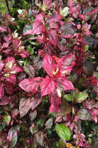 Hibiscus Plant In Poly Bags : 1 to 2 Feet (Plant Height)