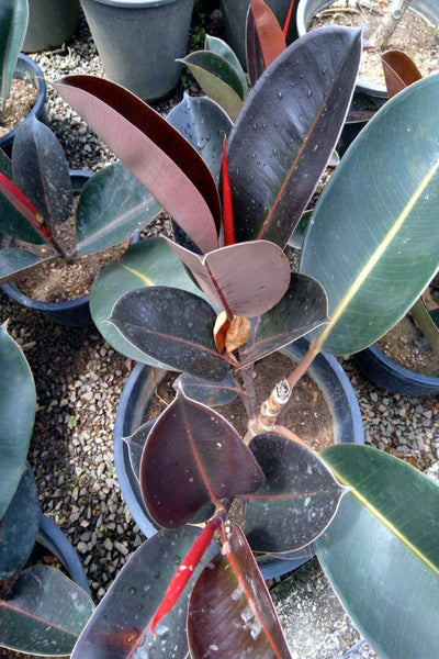 plastic rubber plant Rubber Plant in 25cm Plastic Pot – Plants & Plants Supercentre