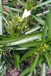 Kaneru Plants (White Flower) in Plastic Pot : 2 to 3 Feet (Plant Height)