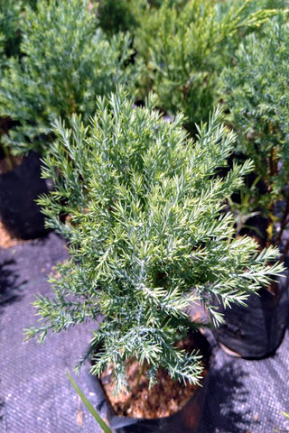 Blue Cypress Plant in Poly Bags : 10 to 12 Inches (Plant Height)
