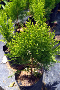 Platycladus orientalis Plant in Poly Bag : 10 to 12 Inches (Plant Height)