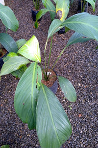 Spathiphyllum Plant in Poly Bag : 1 to 2 Feet (Plant Height)