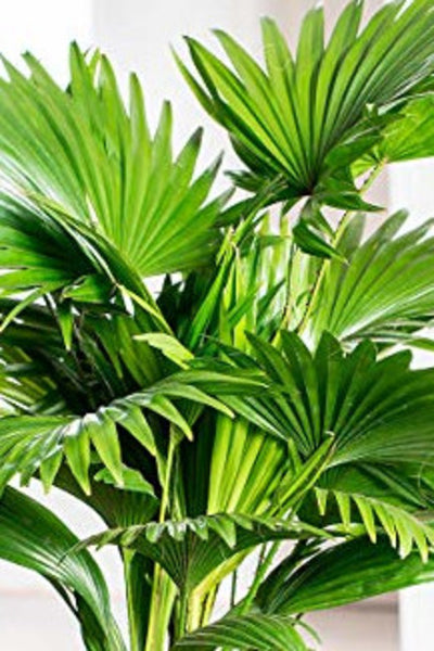 Livistona Chinensis Plant in Plastic Pot