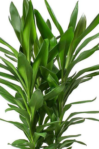 Cordyline fruticosa Glauca Plant in Poly Bag
