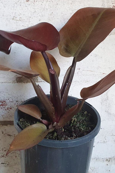 Philodendron Black Cardinal Plant in Plastic Pot – Plants & Plants  Supercentre