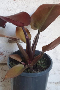 Philodendron Black Cardinal Plant in Plastic Pot : 10 to 15 Inches (Plant Height)