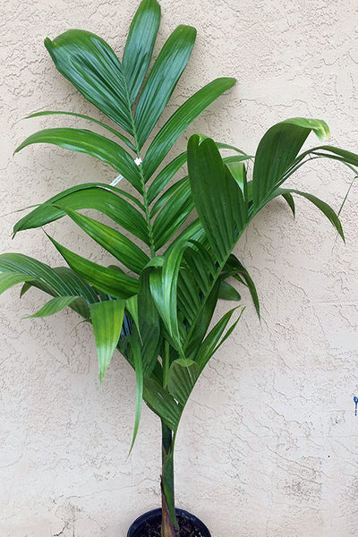 nut palm plant Areca Palm Plant in Plastic Pot – Plants & Plants Supercentre