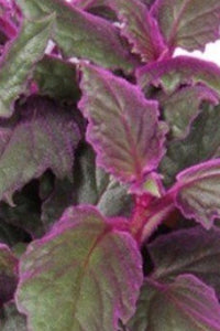 Purple Velvet Plant in Plastic Pot : 6 to 8 Inches (Plant Height)