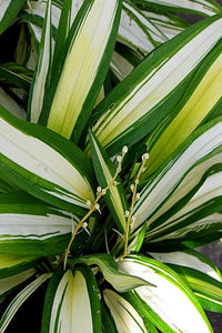 Chlorophytum Broad Leaf Plant in Poly Bag : 5 to 8 Inches (Plant Height)