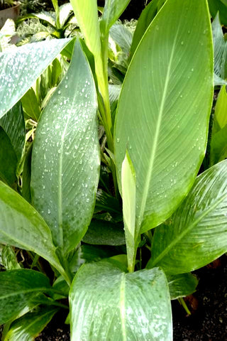 Cannas Plant in Poly Bag  : 12 to18 Inches (Plant Height)