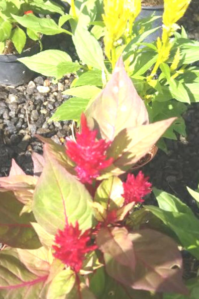 Celosia Plant in Poly Bag : 5 to 8 Inches (Plant Height)