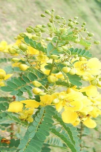 Cassia Plant In Poly Bags : 1.5 to 2 Feet (Plant Height)