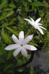 Jasminum grandiflorum Plant in Poly Bag : 12 to 18 Inches (Plant Height)