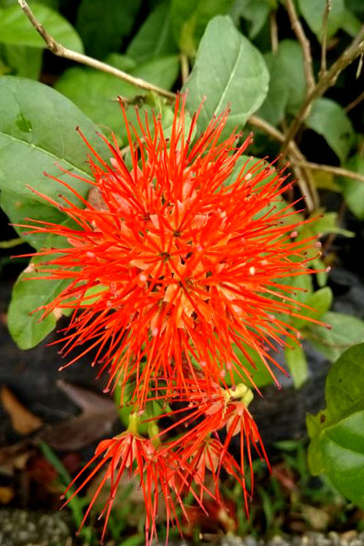 Combretum Constrictum Plant in Poly Bag : 10 to 15 Inches (Plant Height)
