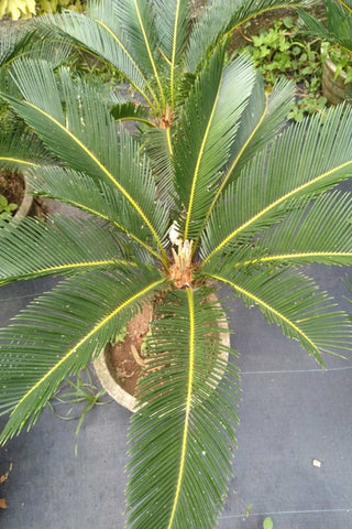 Cycas Revoluta Plant in Cement Pot : 1 to 1.5 Feet (Plant Height)