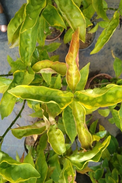 Pseuderanthemum Plant in Poly Bag