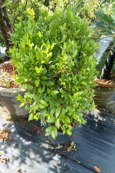 Christina Plant in Poly Bag/Plastic Pot/Cement Pot – Plants & Plants  Supercentre