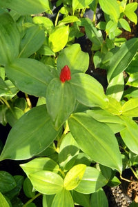 Costus woodsonii (Mal Thebu) Plant in Poly Bag : 12 to 18 Inches (Plant Height)