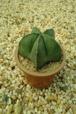 Astrophytum Cactus Plant Height : 5 to 7 cm (Plant Height)