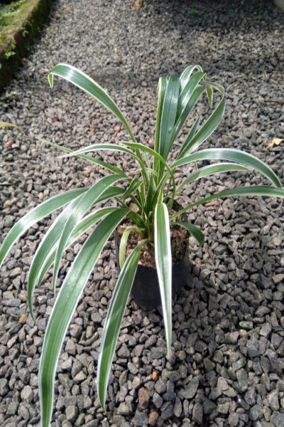 Chlorophytum Variegated Plant in Poly Bags : 6 to 8 Inches (Plant Spread)