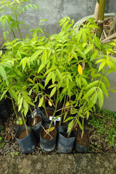 Ambarella Trees in Poly Bags : 10 to 12  Inches (Plant Height)