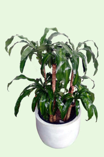 Dracaena Massangeana Plant with Titanium Finished Painted Cement Pots - 2 to 3 Feet (Plant Height)