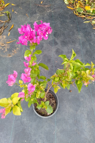 Bougainvillea Plant in Plastic Pots : 1 to 2 Feet (Plant Height)
