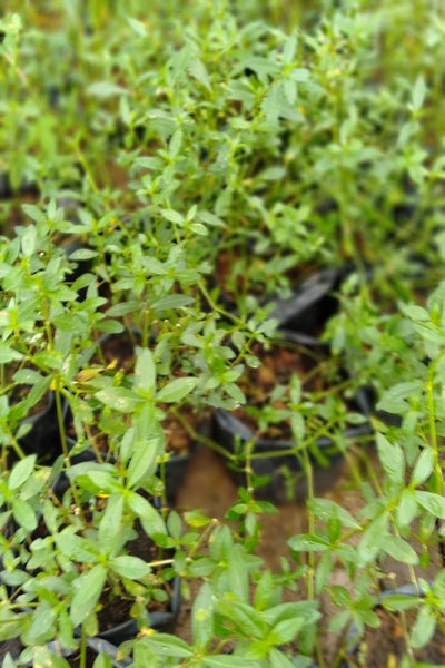 Mukunuwanna Plants in Poly Bag : 8 to 10 plant in Bags