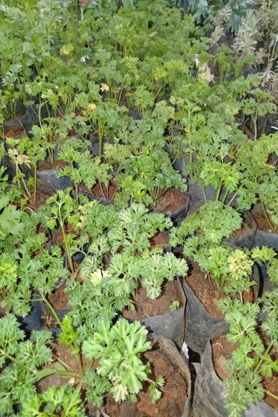 Parsley Herb Plant in Poly Bag : 5 to 7 Inches (Plant Spread)