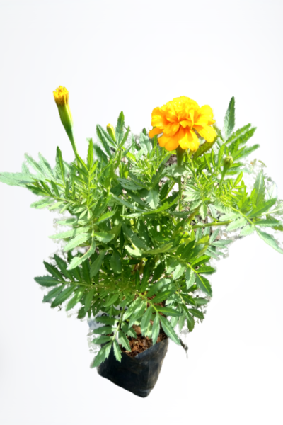 Marigold Plant in Poly Bags : 8 to 10 Inches (Plant Height)