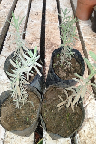 Lavender Herb Plant in Poly Bag : 4 to 5 Inches (Plant Spread)