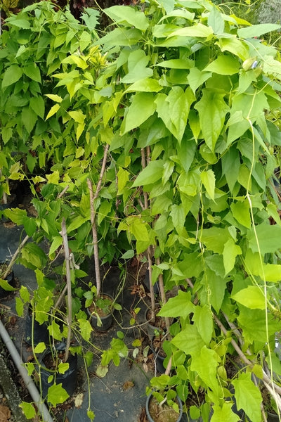 Thunbergia Vine (white flower) Plant in Poly Bag : 2 to 3 Feet (Plant Height)
