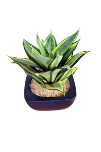 Sansevieria Golden Hahnii Plant in Black Color Pot : 6 to 8 Inches (Plant Height)