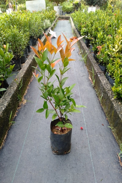 Christina Plant in Poly Bag/Plastic Pot/Cement Pot – Plants & Plants  Supercentre
